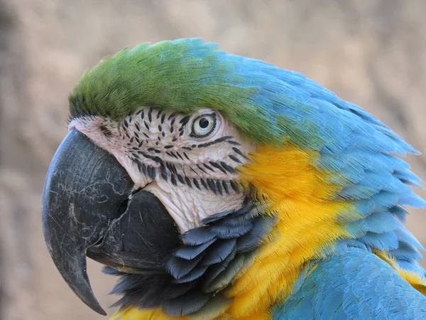 Retrato Close Papagaio Arara Azul Amarelo Olhando Para Câmera — Fotografia de Stock