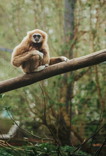 Vertical Shot Lar Gibbon Beautiful Forest — Stock Photo, Image