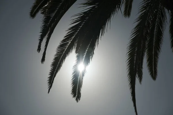 Scenic View Palm Tree Leaves Sunny Background — Stock Photo, Image