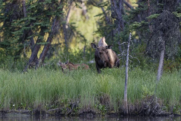 Cow Calf Moose Close Water Line Forest Feeding Grass Sun — Stock Photo, Image