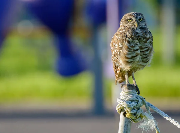 カメラを覗き込む美しいフクロウのクローズアップ — ストック写真