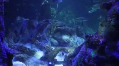 Akvaryumda kayalar ve mercanlarla yüzen bir dizi balık Charlotte, Kuzey Carolina 'daki Discovery Place' de
