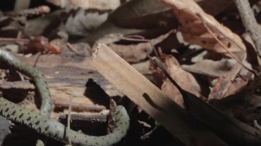 Sonbahar ormanında bir Natrix yılanının yakın çekimi.