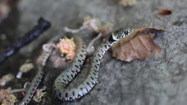 Zbliżenie Węża Natrix Ziemi Obok Jesiennych Liści — Wideo stockowe