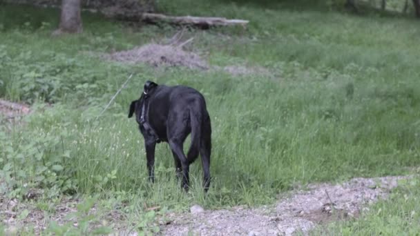 緑の野で遊ぶ可愛い黒いラブラドール — ストック動画