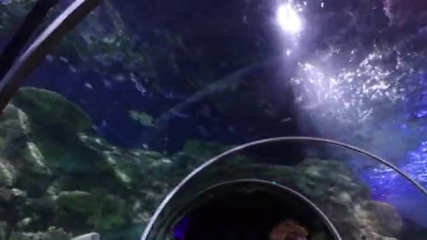 Ein Schwarm Verschiedener Fischarten Aquarium Des Discovery Place Charlotte North — Stockvideo