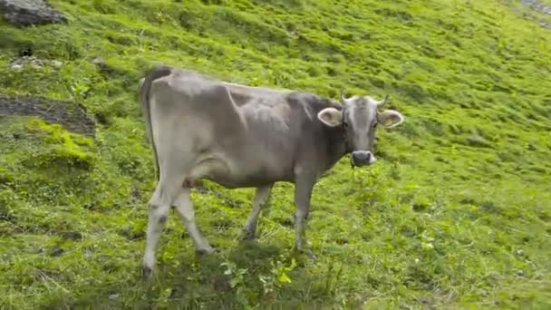Zbliżenie Krowy Wypasającej Się Zielonym Pastwisku Alpach Szwajcarskich Latem — Wideo stockowe