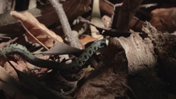 Крупним Планом Змія Natrix Осінньому Лісі — стокове відео