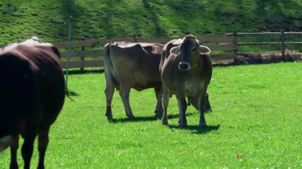 Słodkie Krowy Wypasane Zielonym Polu Południowym Tyrolu Włochy Alpy — Wideo stockowe