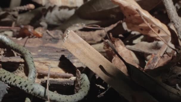 Nahaufnahme Einer Natrix Schlange Herbstlichen Wald — Stockvideo