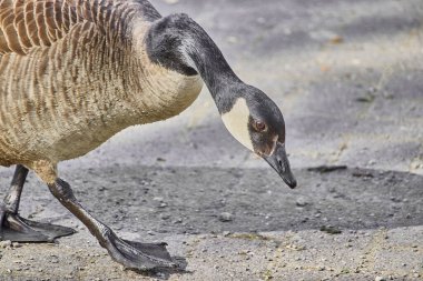 Parkta şirin bir kaz sürüsü.