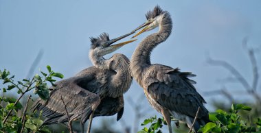 Bulanık arkaplanda gri balıkçılların yakın plan çekimi.