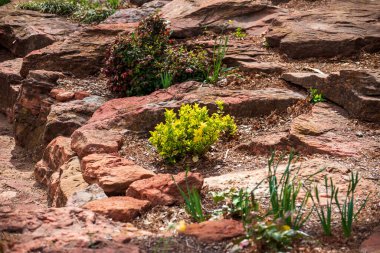 Oklahoma, ABD 'deki Will Rogers Botanik Bahçeleri' nde canlı bitkiler.