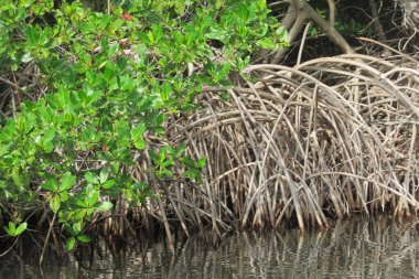 Büyüyen bitki örtüsü ve ormandaki sakin gölün yakın çekimi.