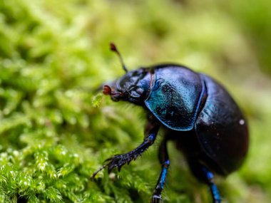 Güneşli bir günde yeşil bitkilerin üzerinde duran, arka planda bulanıklık olan bahar böceğinin makro odak noktası.