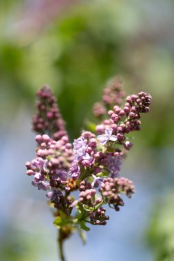 Çiçekli leylak çalısı, ilkbahar New Brunswick, Kanada