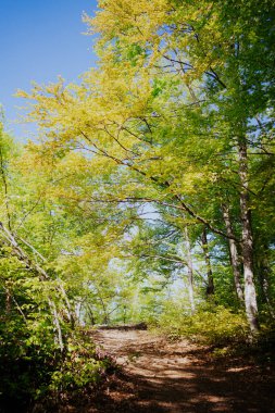 Sharr Dağı 'ndaki ormanın dikey görüntüsü - Flora