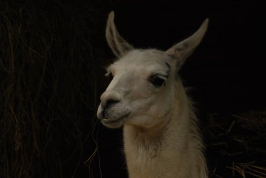 Beyaz Lama, Lama Glama, koyu arkaplan üzerine kafa resmi.