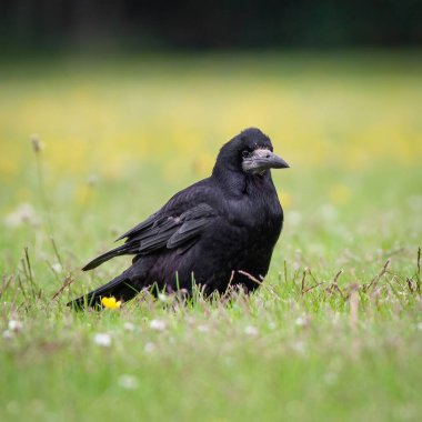 Yeşil çimenlikteki kalenin dikey yakın çekimi. Sığ odak.