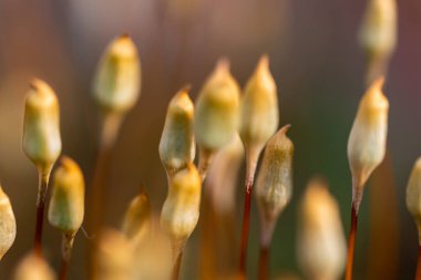 Polytrichum topluluğunun seçici odak noktası