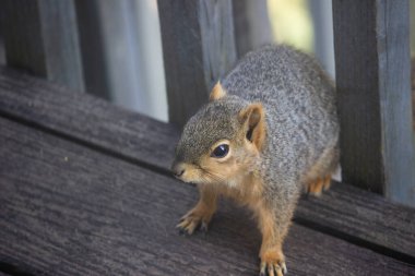 Tahta tahtaların ortasında şirin bir sincabın yakın çekimi.