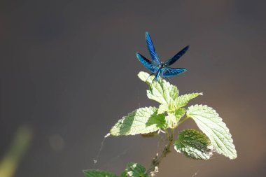 Yeşil bir yaprağın üzerinde açık kanatları olan mavi bir yusufçuğun yakın çekimi.