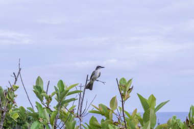 Arka planda deniz olan bir dalda oturan güzel bir kuş görüntüsü.