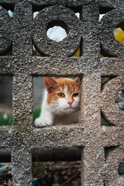 Selectivo Gato Mirando Desde Agujero Muro Piedra —  Fotos de Stock