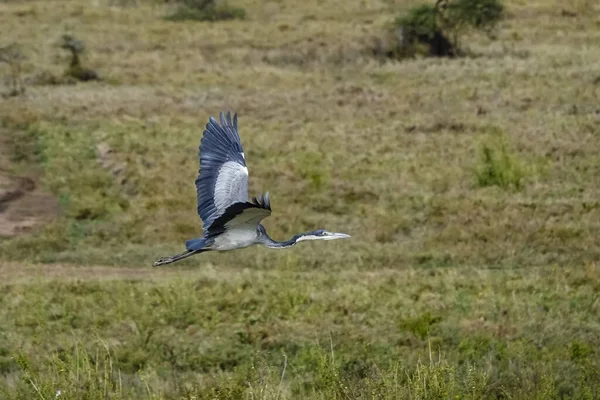 Uma Linda Garça Cinza Voando Sobre Safári Parque Nacional Serengeti — Fotografia de Stock