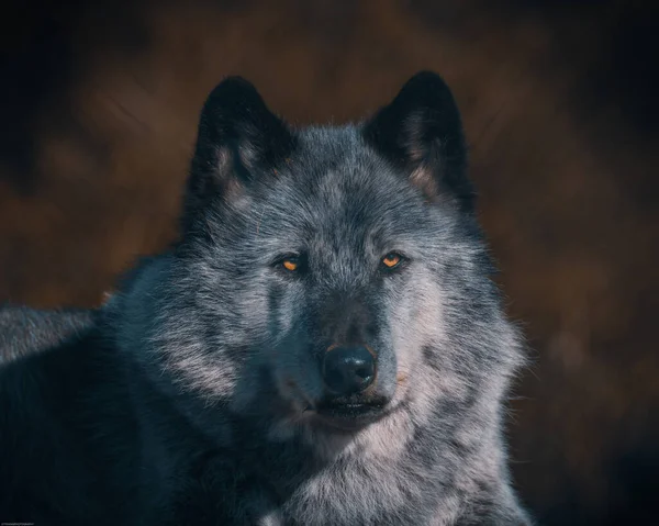 Een Close Portret Van Een Zwarte Canadese Wolf Een Wazige — Stockfoto