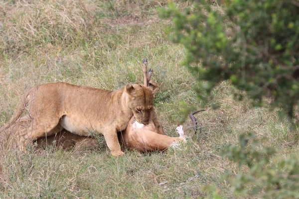 Una Leona Comiendo Una Gacela Safari Hábitat Natural — Foto de Stock