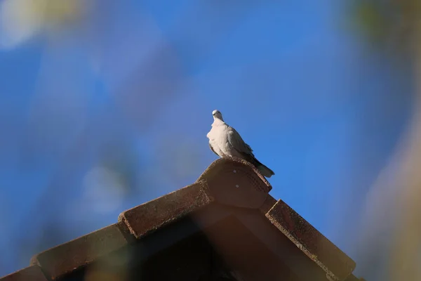 Une Vue Panoramique Pigeon Assis Haut Sur Toit Une Maison — Photo