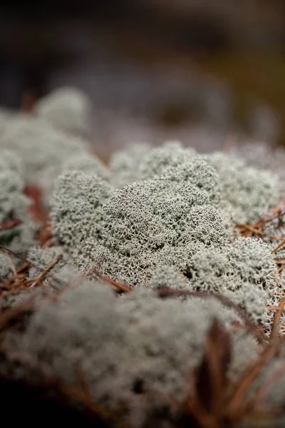 Primer Plano Cladonia Bosque —  Fotos de Stock