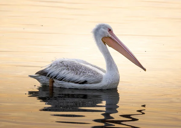 Närbild Bild Amerikansk Vit Pelikan Glänsande Reflekterande Vatten Vid Gulf — Stockfoto