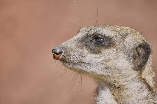 Een Prachtig Shot Van Een Schattige Meerkat — Stockfoto