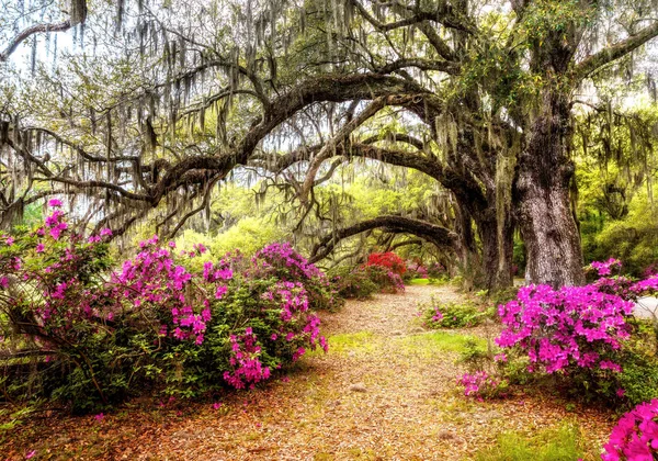 Długi Rząd Dębów Plantacji Magnolia Charleston Karolina Południowa — Zdjęcie stockowe