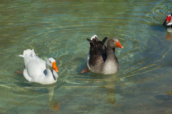 Ente Und Wasservögel Einem See — Stockfoto