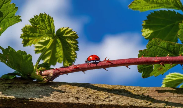 A closeup shot of a lady bug on a thorny twig