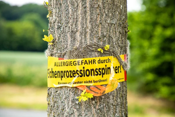 Gros Plan Arbre Avec Méfiez Vous Danger Allergie Raison Spinner — Photo