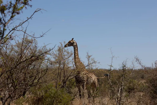 Uma Girafa Andando Campo Rural África Sul — Fotografia de Stock