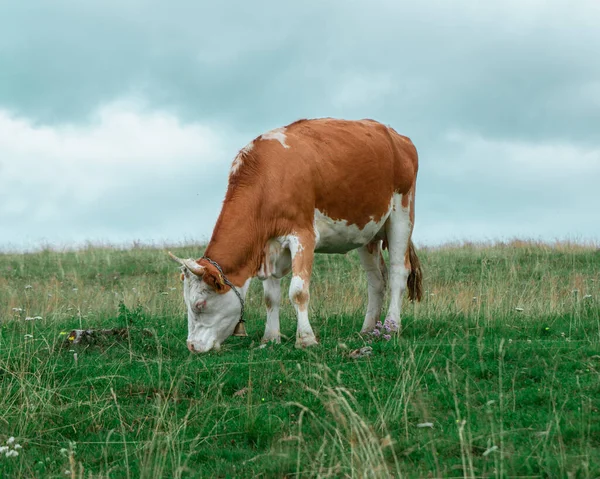 Uma Vaca Marrom Pastando Campo — Fotografia de Stock