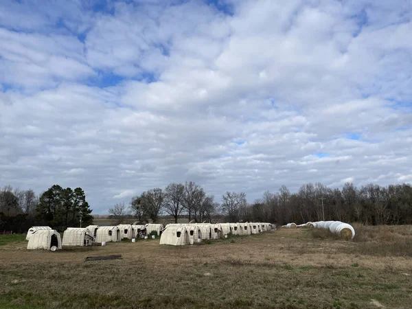美国加州伯克县 佐治亚州一个农场上的小牛犊帐篷 — 图库照片