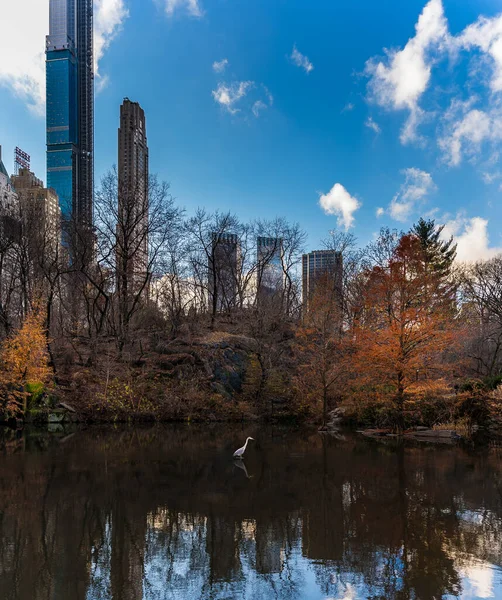 Eine Schöne Aufnahme Eines Central Parks Mit Einem Weißen Reiher — Stockfoto