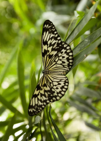 Primo Piano Una Farfalla — Foto Stock