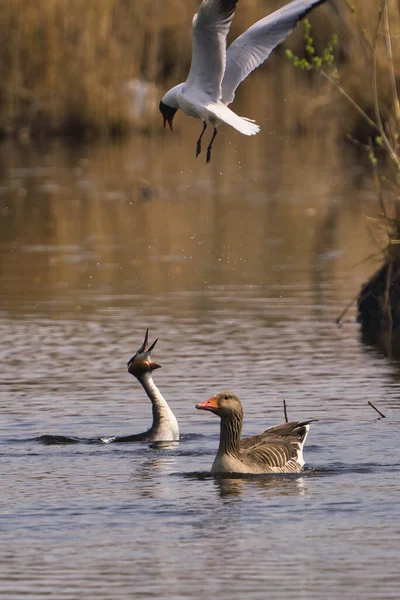 Velký Chocholatý Grebe Podiceps Cristatus Bojuje Rackem Černou Hlavou Husou — Stock fotografie