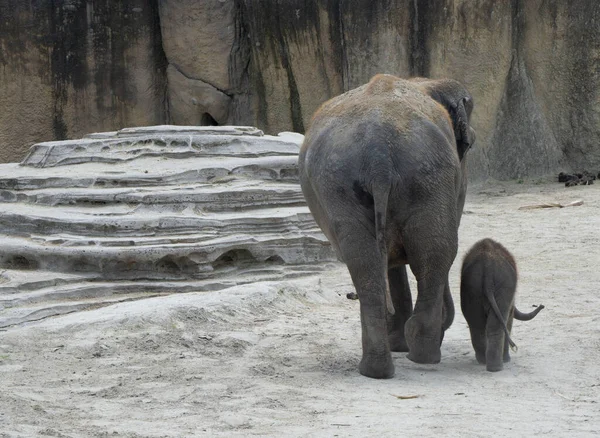 Живописный Вид Прогулку Слона Своим Потомством Зоопарке Дневном Свете — стоковое фото