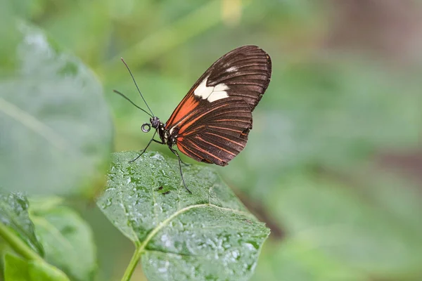 Eine Nahaufnahme Eines Exotischen Schmetterlings Auf Einem Blatt — Stockfoto