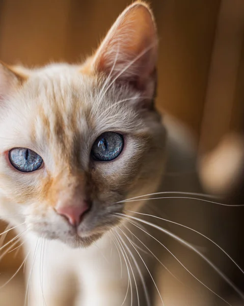 一只美丽的蓝眼睛生姜猫的肖像 — 图库照片