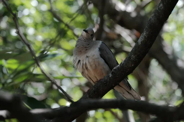 Dove Perched Branch — Stock Photo, Image