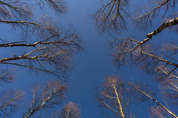 Plan Angle Bas Arbres Sans Feuilles Contre Ciel Bleu — Photo